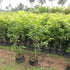 Sapota / Chikoo (चीकू) Grafted Plant - Manilkara zapota